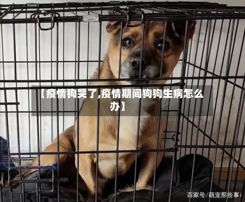 【疫情狗哭了,疫情期间狗狗生病怎么办】