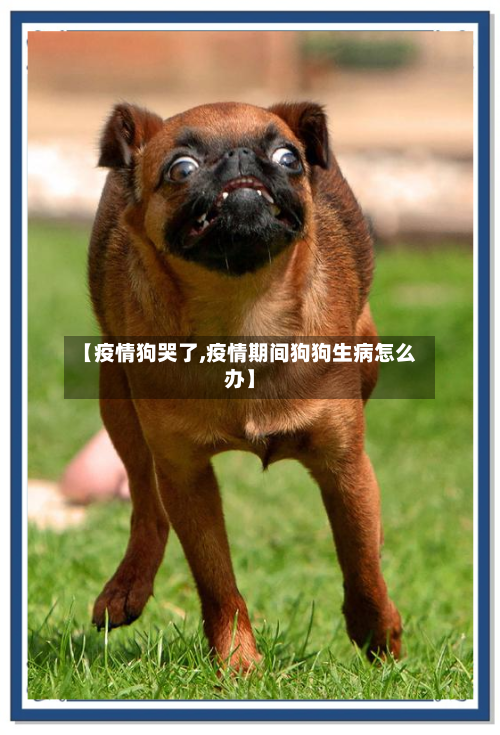 【疫情狗哭了,疫情期间狗狗生病怎么办】-第2张图片