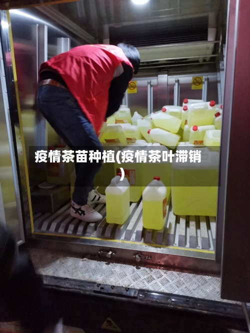 疫情茶苗种植(疫情茶叶滞销)